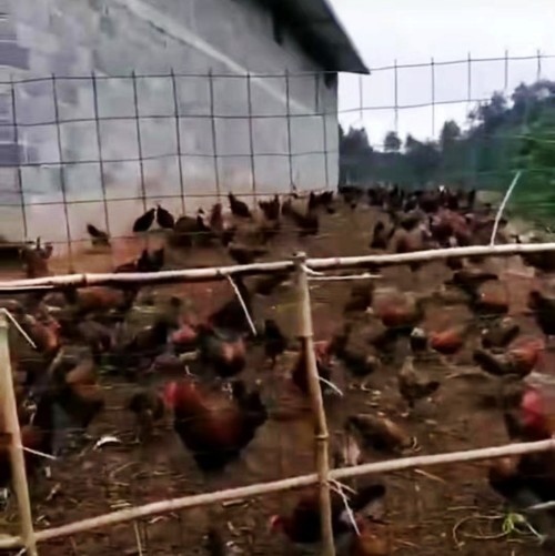 24eea3b4bed02e5b7e18cbd1a276ac